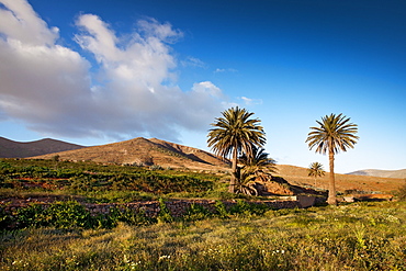 Palm tree oasis, Vega de Rio de las Palmas, Fuerteventura, Canary Islands, Spain