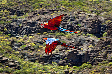 Parrots during a bird show, Palmitos Park, Maspalomas, Gran Canaria, Canary Islands, Spain, Europe