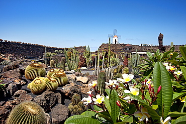 Windmill and cacti, botanical garden, Jardin de Cactus, architect Cesar Manrique, Guatiza, Lanzarote, Canary Islands, Spain, Europe