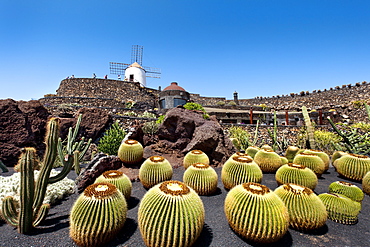 Windmill and cacti, botanical garden, Jardin de Cactus, architect Cesar Manrique, Guatiza, Lanzarote, Canary Islands, Spain, Europe