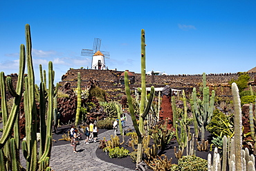 Windmill and cacti, botanical garden, Jardin de Cactus, architect Cesar Manrique, Guatiza, Lanzarote, Canary Islands, Spain, Europe