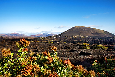 Vineyards growing on volcanic soil, La Geria, Lanzarote, Canary Islands, Spain, Europe