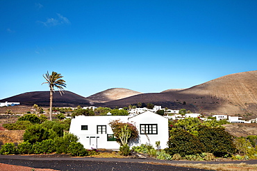 House and palm tree, Uga, Lanzarote, Canary Islands, Spain, Europe