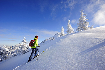 Woman backcountry skiing, ascending through a winter forest to Schildenstein, Schildenstein, Tegernseer range, Bavarian Prealps, Upper Bavaria, Bavaria, Germany