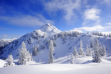 Winter forest at Schildenstein, Schildenstein, Tegernseer range, Bavarian Prealps, Upper Bavaria, Bavaria, Germany