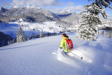 Woman descending from Schildenstein on backcountry skis, Schildenstein, Tegernseer range, Bavarian Prealps, Upper Bavaria, Bavaria, Germany