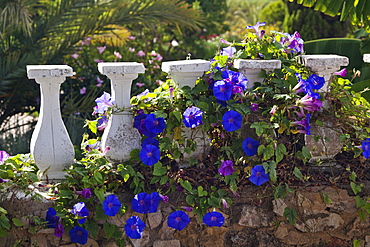 Mediterranean flowers climbing wall, Algarve, Portugal, Europe