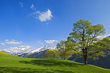 Spring at the Klausen pass, Unterschachen, Canton Uri, Switzerland