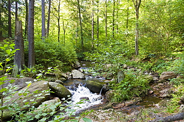 The Ilse river, Heinrich Heine Hiking Trail, Ilsenburg Abbey, Ilsenburg, Harz, Saxony-Anhalt, Germany