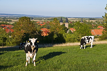 Cattle on meadow, Abbey, Druebeck, Harz, Saxony-Anhalt, Germany