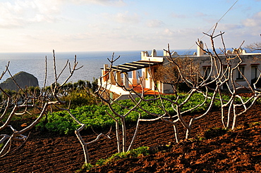 Capers farming, Farm in Pollara on the Island of Salina, Aeolian Islands, Sicily, Italy