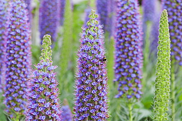 Bee collects pollen on blooming echiums, Echium candicans, Madeira, Portugal