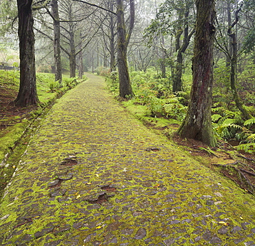 Mossy way in the forest, Caldeirao Verde, Queimadas Forest Park, Madeira, Portugal