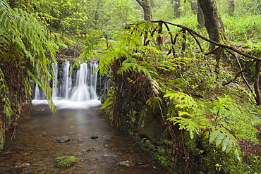 Waterfall with fern in the forest, Caldeirao Verde, Queimadas Forest Park, Madeira, Portugal