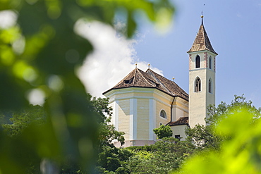 Church in Missiano with vines in the foreground, Trentino, Italy