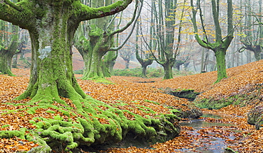 Beench forest, Gorbeia nature park, Basque Country, Spain