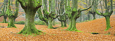 Beench forest, Gorbeia nature park, Basque Country, Spain