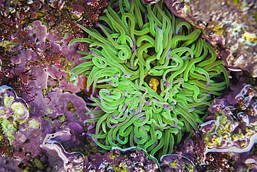 Anemone, Playa del Silencio, Cudillero, Asturias, Green Spain, Spain