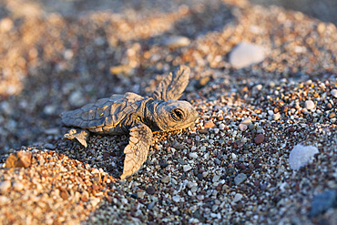 Loggerhead Sea Turtle, hatchling, Caretta caretta, Cirali, lykian coast, Mediterranean Sea, Turkey