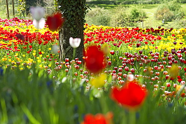 Flower meadow with tulips, Mainau Island, Lake Constance, Baden-Wuerttemberg, Germany, Europe