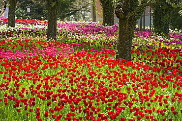 Flower meadow with tulips, Mainau Island, Lake Constance, Baden-Wuerttemberg, Germany, Europe