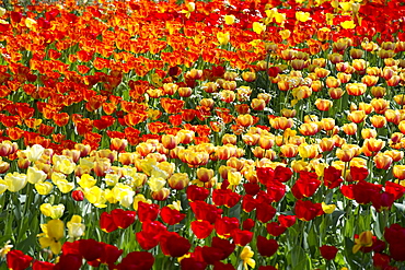 Flower meadow with tulips, Mainau Island, Lake Constance, Baden-Wuerttemberg, Germany, Europe