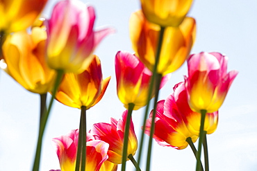 Tulips, Mainau Island, Lake Constance, Baden-Wuerttemberg, Germany, Europe