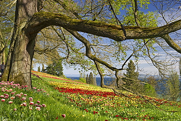 Flower meadow with tulips, Lake Constance and the Alps in the background, Mainau Island, Lake Constance, Baden-Wuerttemberg, Germany, Europe