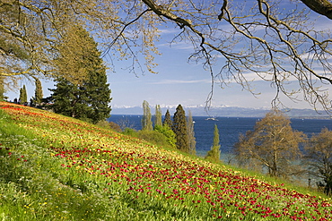 Flower meadow with tulips, Lake Constance and the Alps in the background, Mainau Island, Lake Constance, Baden-Wuerttemberg, Germany, Europe