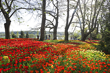 Flower meadow with tulips, Mainau Island, Lake Constance, Baden-Wuerttemberg, Germany, Europe