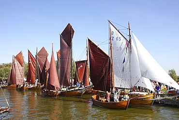 Sailing regatta in Althagen, Saaler Bodden, Fischland-Darss-Zingst Peninsula, Baltic Sea Coast, Mecklenburg Vorpommern, Germany