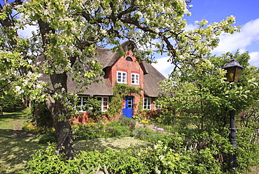 Frisian house with blossoming pear tree, Nebel, Amrum Island, Northern Frisia, North Sea Coast, Schleswig Holstein, Germany