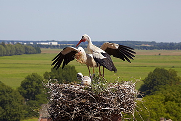 Stork's nest with Stork and chicks on the top of the village church, Linum, Brandenburg, Germany