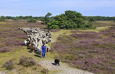 Shepherd with flock of sheep in the moorland, Hiddensee Island, Western Pomerania Lagoon Area National Park, Mecklenburg Western Pomerania, Germany, Europe