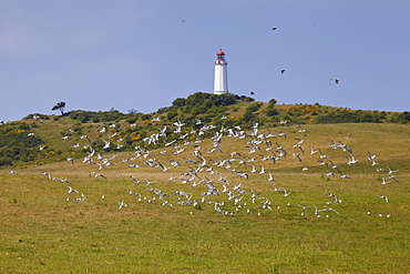 Seagulls in front of Dornbusch lighthouse, Hiddensee Island, Western Pomerania Lagoon Area National Park, Mecklenburg Western Pomerania, Germany, Europe