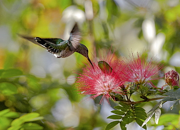 Flying hummingbird at a mimosa blossom, Guanacaste, Costa Rica, Central America, America