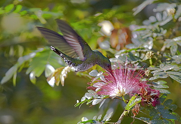 Flying hummingbird at a mimosa blossom, Guanacaste, Costa Rica, Central America, America