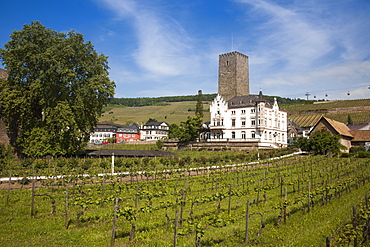 Carl Jung winery and gondola lift above vineyards, Rudesheim am Rhein, Hesse, Germany, Europe