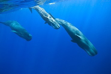 Social bahavior of Sperm Whale, Physeter macrocephalus, Caribbean Sea, Dominica, Leeward Antilles, Lesser Antilles, Antilles, Carribean, West Indies, Central America, North America