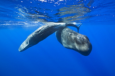 Social bahavior of Sperm Whale, Physeter macrocephalus, Caribbean Sea, Dominica, Leeward Antilles, Lesser Antilles, Antilles, Carribean, West Indies, Central America, North America