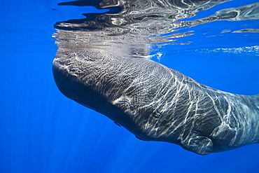 Sperm Whale, Physeter macrocephalus, Caribbean Sea, Dominica, Leeward Antilles, Lesser Antilles, Antilles, Carribean, West Indies, Central America, North America