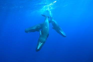 Social bahavior of Sperm Whale, Physeter macrocephalus, Caribbean Sea, Dominica, Leeward Antilles, Lesser Antilles, Antilles, Carribean, West Indies, Central America, North America