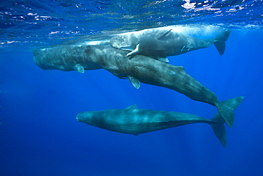 Social bahavior of Sperm Whale, Physeter macrocephalus, Caribbean Sea, Dominica, Leeward Antilles, Lesser Antilles, Antilles, Carribean, West Indies, Central America, North America