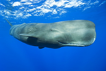 Sperm Whale, Physeter macrocephalus, Caribbean Sea, Dominica, Leeward Antilles, Lesser Antilles, Antilles, Carribean, West Indies, Central America, North America