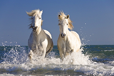 Camargue horses running in water at the beach, Camargue, France