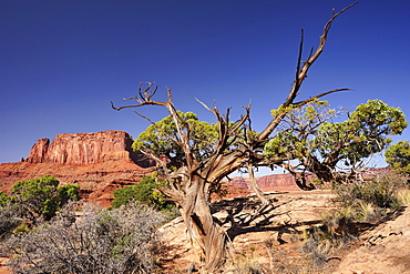 Utah juniper under blue sky, White Rim Drive, White Rim Trail, view to Green River, Island in the Sky, Canyonlands National Park, Moab, Utah, Southwest, USA, America