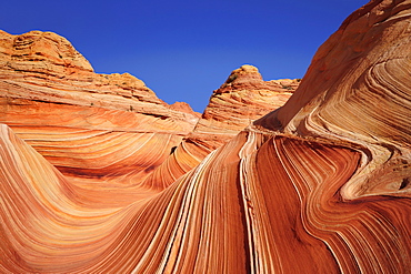 Red sandstone formation under blue sky, The Wave, Coyote Buttes, Paria Canyon, Vermilion Cliffs National Monument, Arizona, Southwest, USA, America