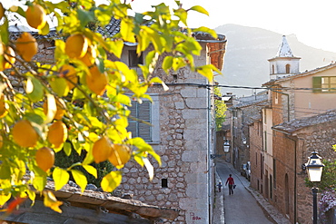 Lemon tree growing over the alley, romantic mountain village Biniaraix, Tramantura, Biniaraix, Mallorca, Spanien