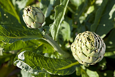 Artichoke, harvest, agriculture, lowlands Es Pla, near Sa Pobla, Mallorca, Spain