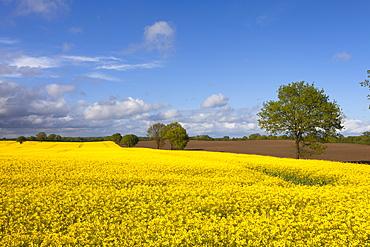 Rape field in the sunlight, nature park Holsteinische Schweiz, Baltic Sea, Schleswig-Holstein, Germany, Europe